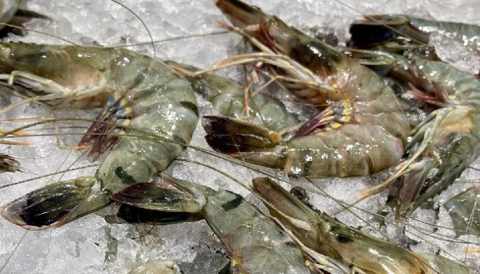 Ekspor Udang Indonesia Bisa Masuk Amerika