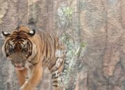 Harimau Serang, Pemanen Damar Lolos dari Maut