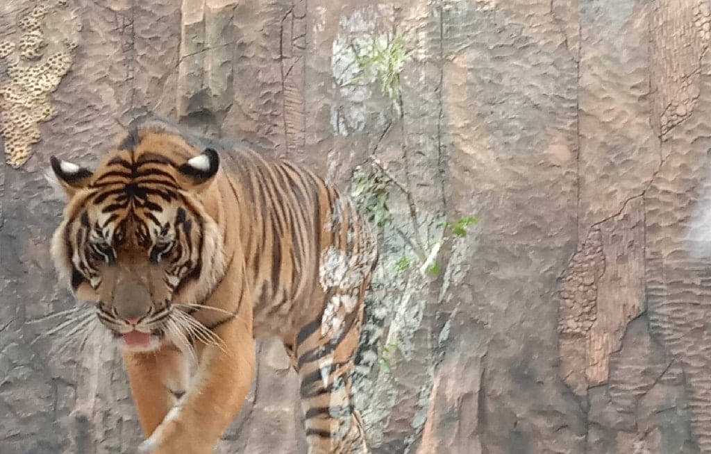 pemanen-damar-selamat-usai-diserang-2-ekor-harimau