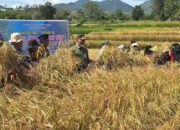 Subsidi Sawah Dongkrak Panen Raya Petani di Solok