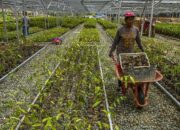 Asosiasi Benih Keluhkan Jeratan Kredit, Industri Tertekan