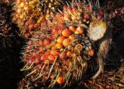 B50 Dorong Harga CPO Terus Bergerak Naik