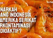 Udang Indonesia di AS Diduga Tercemar Radioaktif