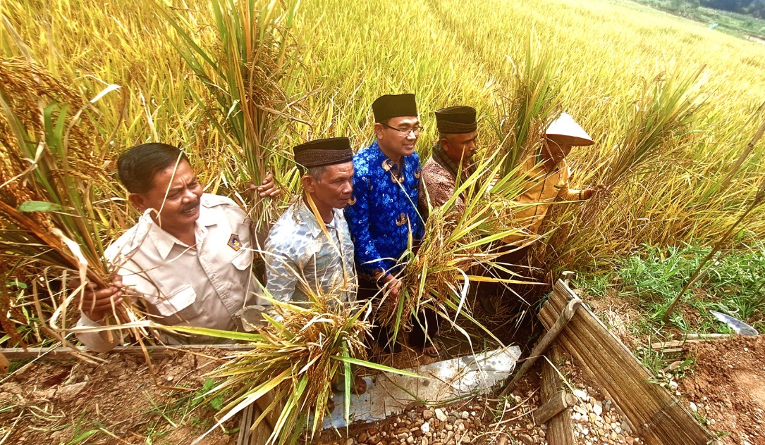 panen-bersama-digelar-di-demplot-padi-organik-herdanic-agam