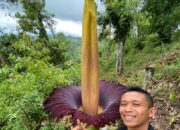 Bunga Bangkai Raksasa Kembali Menghiasi Palupuah, Sumatera Barat