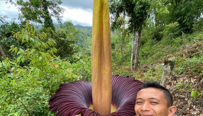 Bunga Bangkai Raksasa Kembali Menghiasi Palupuah, Sumatera Barat