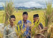 Herdanic Percepat Panen Padi di Sumbar, Hasil Meningkat