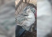 Alek Nagari Agam Berdarah: Anjing Buru, Kucing Anggora Terluka