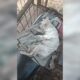 kucing-anggora-warga-mati-dikeroyok-anjing-pemburu-saat-alek-nagari-buru-babi-di-agam