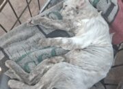 Anjing Serang Kucing Peliharaan, Warga Agam Resah