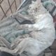 alek-buru-babi-di-agam,-anjing-pemburu-malah-terkam-kucing-anggora-milik-warga