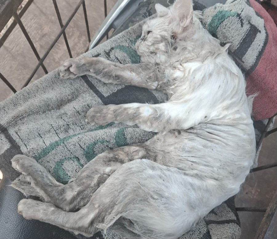 alek-buru-babi-di-agam,-anjing-pemburu-malah-terkam-kucing-anggora-milik-warga