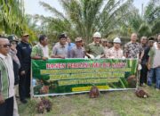 Replanting Sawit Berhasil, Sumbar Gelar Panen Perdana