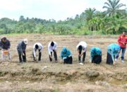 Bupati Agam Menanam Jagung, BUMNag Didukung