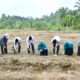 bupati-agam-hadiri-lauching-penanaman-jagung-program-bumnag-lubas-mandiri