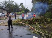 Pohon Tumbang di Agam Picu Kecelakaan, BPBD Bertindak