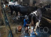 BGN Berencana Bangun Peternakan Sapi di Lahan Perhutani