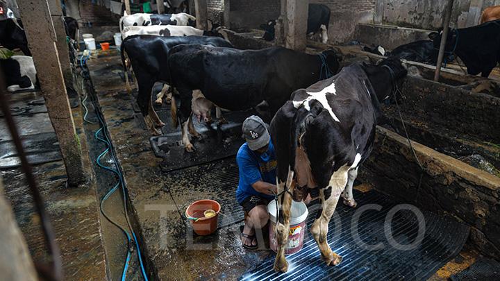 bgn-bakal-bangun-bangun-peternakan-sapi-seluas-200-ribu-hektare-di-lahan-perhutani