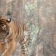 harimau-sumatera-kena-jerat-babi-di-palupuah