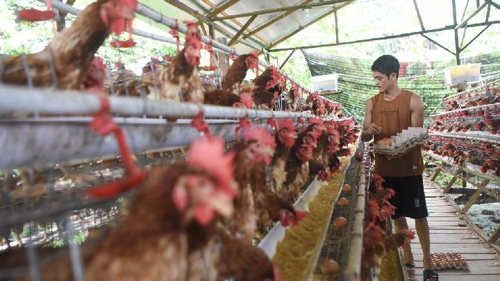 kementan-siapkan-pemerataan-produksi-ayam-dan-telur-di-luar-jawa