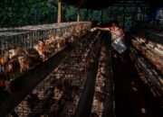 Tiga Daerah Bersatu, Bangun Dua Belas Pabrik Pakan Ayam