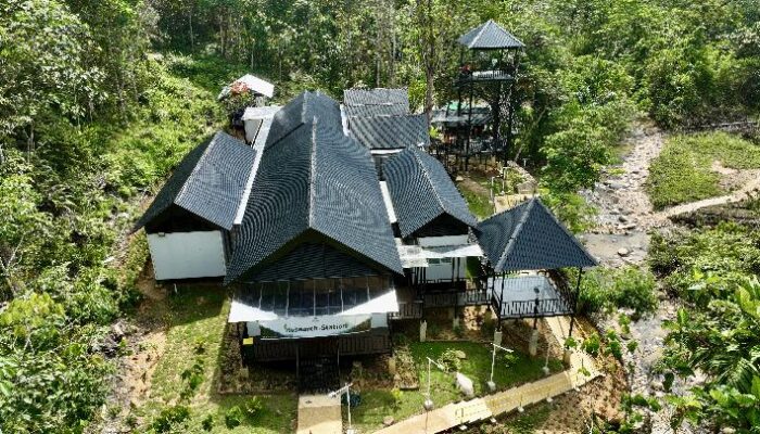 Tambang Ancam Habitat Primata, Populasi Terus Menyusut