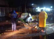 Pohon Tumbang Timpa Mobil, Padang Lakukan Pembenahan