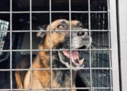 Anjing Pelacak Gugur Saat Mencari Korban Galodo Riau