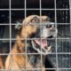 viral,-anjing-pelacak-polda-riau-mati-saat-cari-korban-galodo-di-palembayan