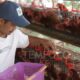 bpom-dorong-penggunaan-bahan-baku-lokal-untuk-mbg