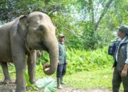 Menhut Awali Restorasi Gajah Sumatera di Bentang Seblat