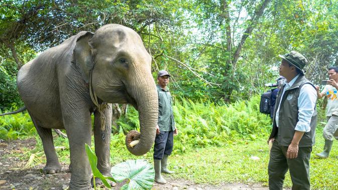 menhut-evaluasi-plg-seblat,-janji-lestarikan-gajah-sumatera
