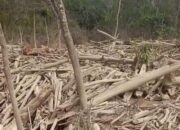 Pemerintah Izinkan Warga Manfaatkan Kayu Sisa Banjir Sumatera