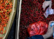 Harga Cabai Turun, Kemendag Waspadai Dampak Cuaca