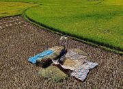Pakar Bantah Klaim Mentan Soal Harga Beras Dunia