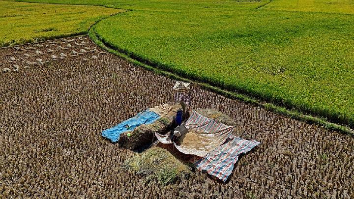 analisis-pakar-pertanian-soal-turunnya-harga-beras-dunia
