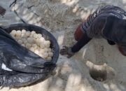 KKP Gagalkan Penyelundupan Arwana, Telur Penyu, Benur Lobster