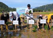 Sumut Targetkan Rehabilitasi Sawah Pascabencana, Libatkan Masyarakat