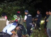 Beruang Serang Petani di Pasaman, BKSDA Turun Tangan