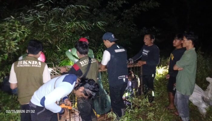 Beruang Serang Petani di Pasaman, BKSDA Turun Tangan