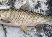 Produksi Ikan Mas Anjlok, KKP Genjot Komoditas Lain