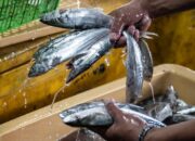 Ramadan 2026: KKP Pastikan Stok Ikan Nasional Mencukupi