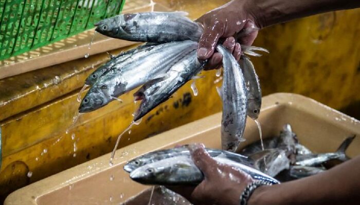 Ramadan 2026: KKP Pastikan Stok Ikan Nasional Mencukupi