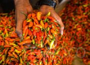 Harga Cabai Meroket, Bulog Bergerak Stabilkan Harga Pasar