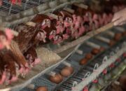 Kuota Impor Bibit Ayam Naik, Antisipasi Makan Gratis?