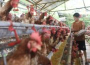 Saudi Batasi Impor, Kementan Pacu Kualitas Unggas Indonesia