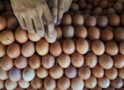 Mentan Klaim MBG Stabilkan Harga Telur, BPS Ungkap Fakta