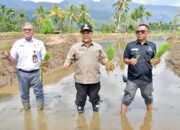 Agam Pulihkan Lahan Pertanian Terdampak Bencana di Tanjung Raya