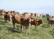 Sapi Pesisir Kembangkan Populasi, Adaptasi Tinggi, Distribusi Nasional