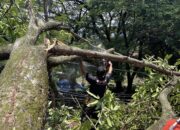 Pohon Tumbang Timpa Rumah, BPBD Padang Gerak Cepat
